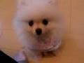 スピン&スタンドアップを覚えた!Too cute, pomeranian : new trick Spin and up