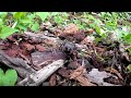 ミヤマクワガタの前進