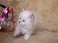 Cliquez pour voir la vid�o