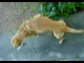INCRIVEL !!! CACHORRO VIADO !!