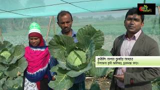 সফল কৃষক দম্পতিঃ নেট হাউসে বিষমুক্ত সবজি চাষ ও ট্রিকল সেচ পদ্ধতি