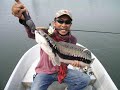 Giant Snakehead