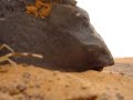 Spider Camel, Ara�a Camello (2)