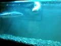 snakehead vs Big ass 10 inch bass