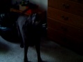 What my dogs think of the blues!