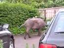 Wild Boar 2 Wild Boar 2