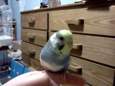 razmatolo - My Bird bella goes through a maze R.I.P she sadly died may 24 2011 She will be forever loved.