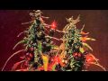 Elephant Man Badman Holiday Official Music Video and Lyrics