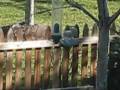videos de spinning squirrel