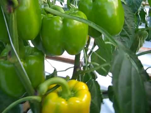 how to harvest bell peppers