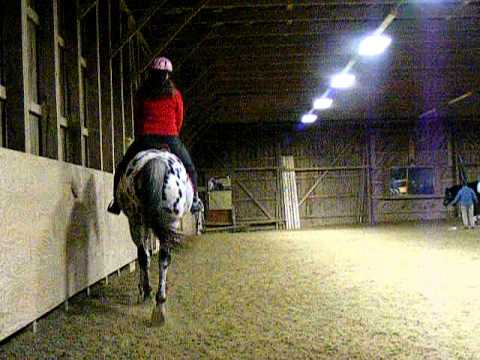 how to collect at the canter