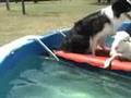 Border Collie and Lamb in Pool