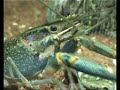 Cherax quadricarinatus