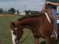 APHA Mare for Sale - JRS Spotted Daisy