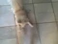 attack of bitto