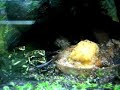 Dendrobates auratus Reticulated poison arrow frog feeding