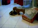 Cute Puppy - Popo with Mahci