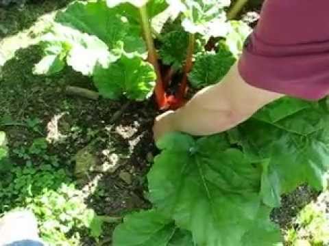 how to harvest rhubarb in fall