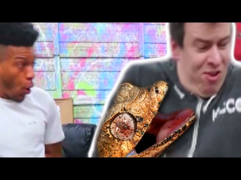 YouTube reptile video