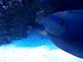 fische für indiglow zum meditieren
