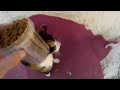 5 Hungry Cats