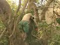 sundarbans the honey or the tiger