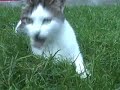 Our cat thinks she\ Our cat thinks she\