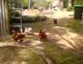 my chooks 2