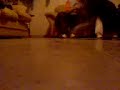 kole y jacob c-walk