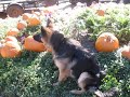 King Shepherd