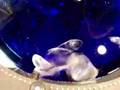 Dry Ice Demonstration