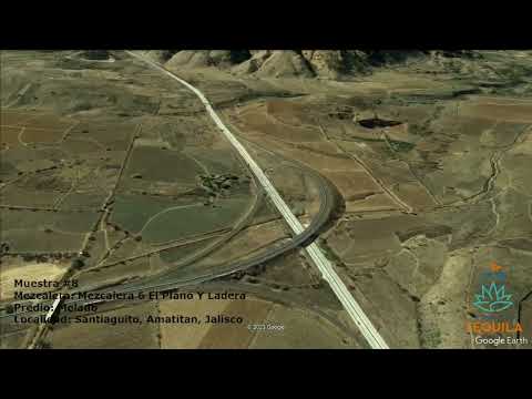 Muestra 8 - Mezcalera 6 El Plano y Ladera, Melado, Santiaguito, Amatitan, Jalisco