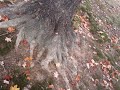 Fall in Blackburn Park