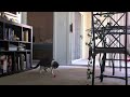 The young feline somehow thought that my random hammering on a guitar was coming from her new toy mouse. I realized this, and turned on the camera.