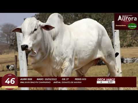 4� De Olho na Fazenda - NELORE AURORA participa��o Chico Paulic�ia