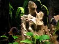 Tropheus duboisi