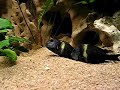 Tropheus duboisi