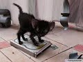 Video Funny pictures of animals