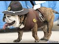 Funny Animal Pictures