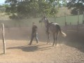 Cavallo anglo-arabo(prima parte)