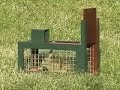 Rabbit Trap