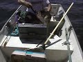 Brochet 13lbs - 13 pound Pike Brochet 13lbs - 13 pound Pike