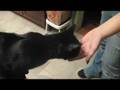 videos de RO-RO