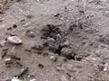 XOYM Videos The Ants' Horror