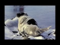 Conception Bay Wildlife Photos