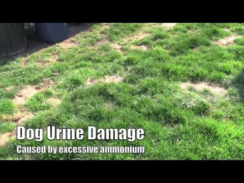 how to repair urine spots in lawn