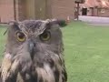 What a Hoot.... (Part 1) What a Hoot.... (Part 1)