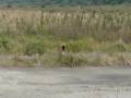 videos de Hurricane 550
