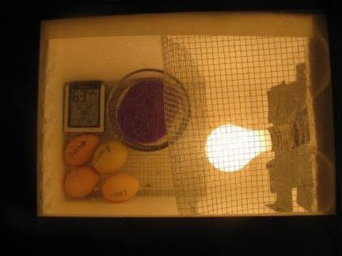 how to take care of a duck egg