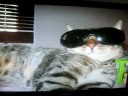 my slide show of my pets and my friend chrissy!